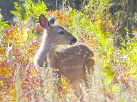 Yosemite National Park - Prachtig hert in Yosemite NP
