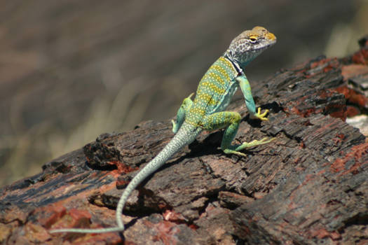 Arizona - Kleurrijk leven op een miljoenen jaren oude boom
