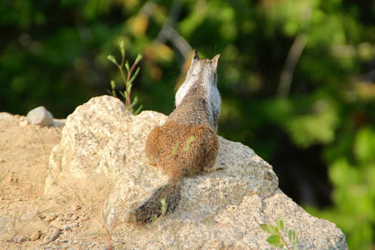 California - Eekhoorn, Yosemite national park