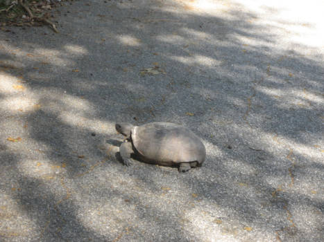 Florida - Overstekende schilpadden, zie je regelmatig