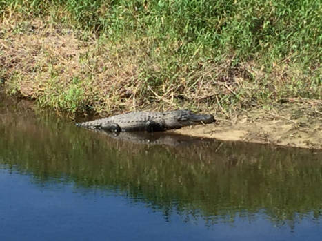 Florida - Veel voorkomend plaatje