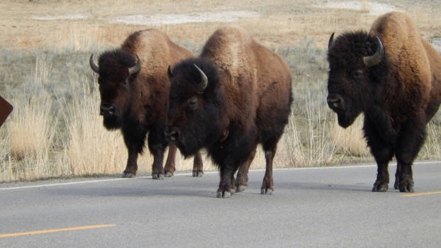Yellowstone National Park - Bizons