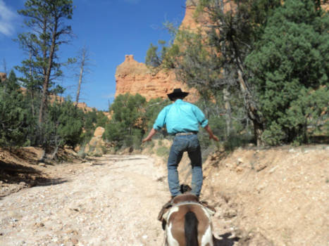 Bryce Canyon National Park - Rodeo cowboy, die de toer begeleid