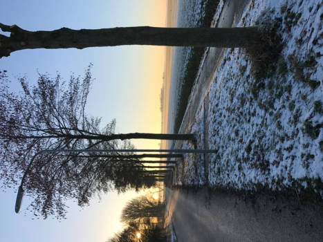 Arizona - In de Ganzedijkse polder van Noord-Oost Groningen