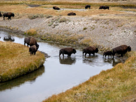 Yellowstone National Park - Follow the leader