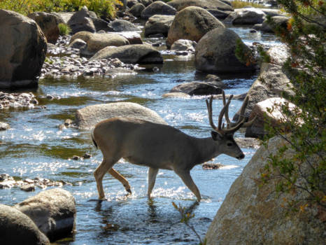 Yosemite National Park - Oog in oog met dit prachtige hert