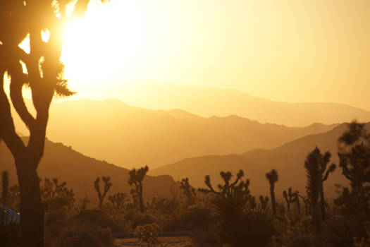 California - yoshua delight