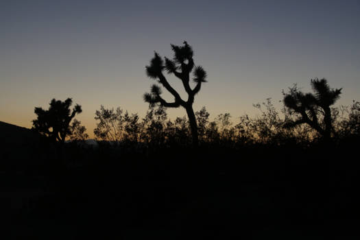 California - yoshua delight part 2