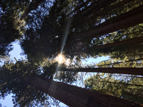 Yosemite National Park - Sequoia NP