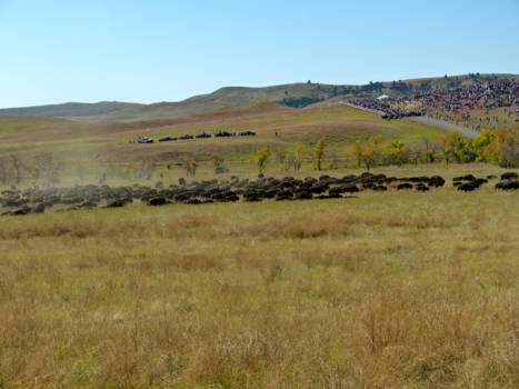 South Dakota - Buffalo roundup in Custer State Park