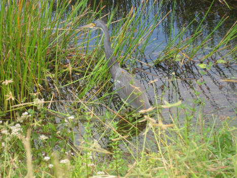 Florida - "Magic mirror, who is the fairest in the Everglades?".