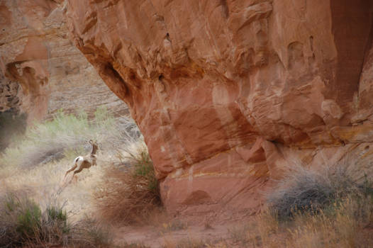 Utah - Ongerepte natuur in Capitol Reef Utah