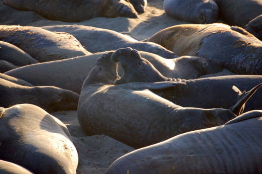 California - Samen gapen