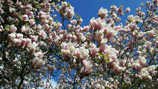 Los Angeles - Springtime