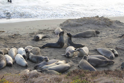 Highway 1 (Amerika) - Groepsfoto!