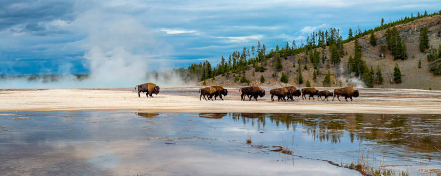 Yellowstone National Park - Bizons op de Grand Prismatic spring