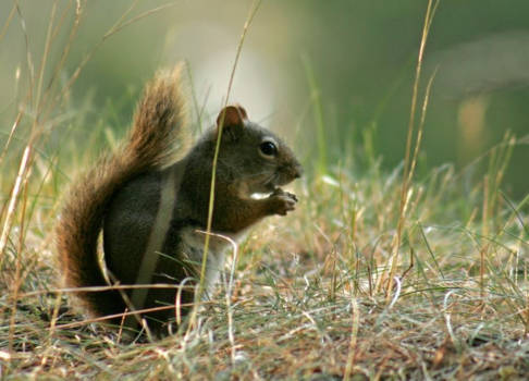 Rocky Mountains - Hungry Squirrel :-)
