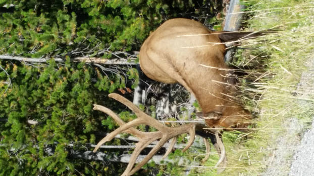 Yellowstone National Park - Yellowstone national park