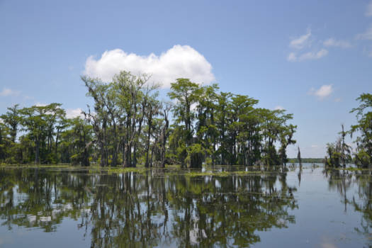 Deep South - Serenity in the bayou