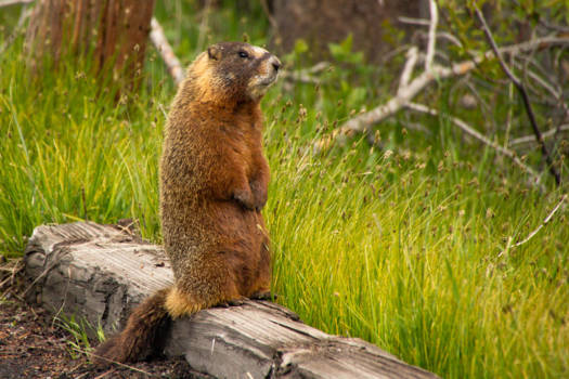 Grand Teton National Park - Yellow belly marmot net uit zijn winterslaap