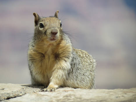 Arizona - Chipmunk