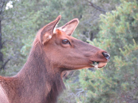 Arizona - Elk, Grand Canyon