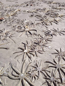 Stranden Florida - After The storm...