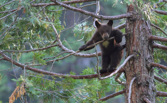 Sequoia en Kings Canyon National Park - Eye to eye