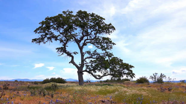 California - Boven op Tabletop Mountain.