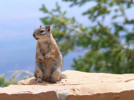 Yosemite National Park - Friendly Squirrel