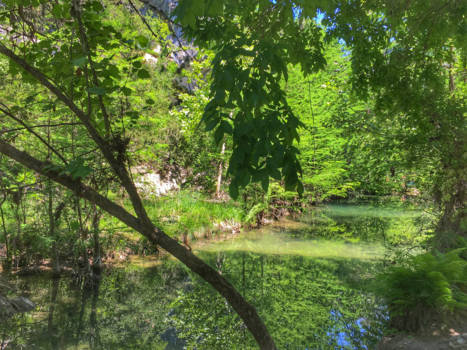 Austin - It's not easy bein' green... but it is beautiful!