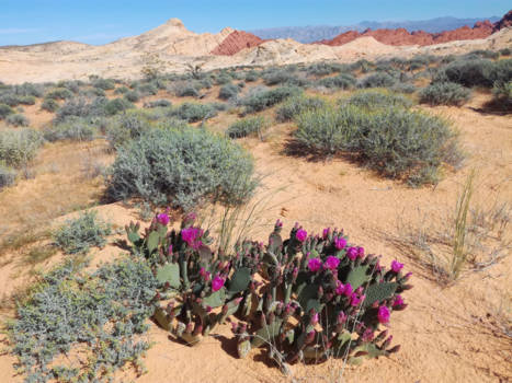 Nevada - Lente in de Valley of Fire Nevada