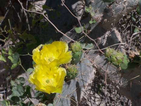 Dallas - Het stekelige voorjaar in Dallas.
