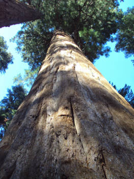 Sequoia en Kings Canyon National Park - Look up
