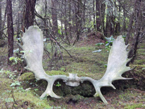 Rondreis Alaska - speling van de natuur