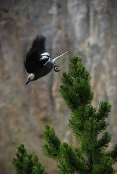 Yellowstone National Park - The early bird gets the worm.