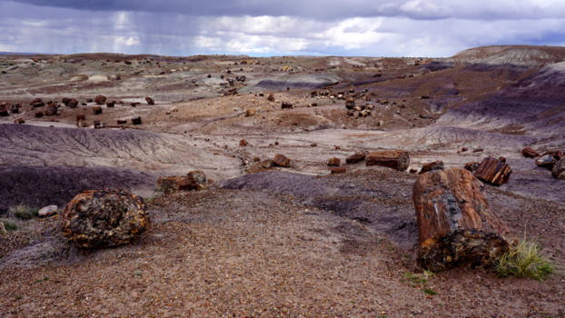 Arizona - Petrified Forest National park,  Arizona - USA