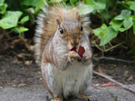 Central Park - Mr. Apple