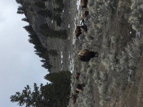 Yellowstone National Park - Buffels in Yellowstone