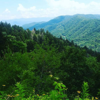 North Carolina - Great Smokey Mountains: fifty shades of green