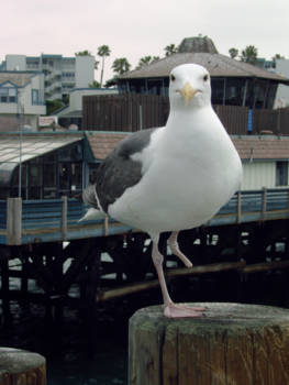 California - Met 1 poot leven