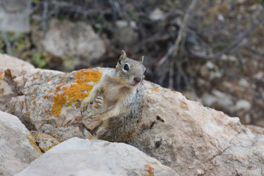 Grand Canyon National Park - What are you looking at?