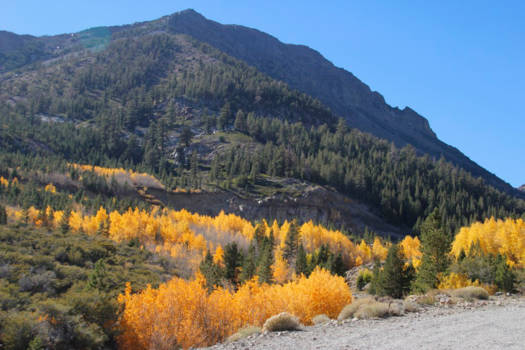 Yosemite National Park