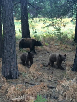 Yosemite National Park