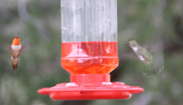 New Mexico - Hummingbirds, Magdalena New Mexico