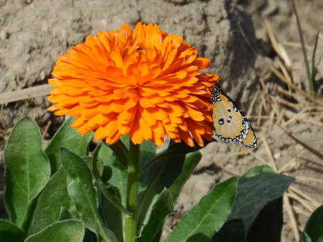 Niagara watervallen - Zou hij zijn kleur van de bloem gekregen hebben?