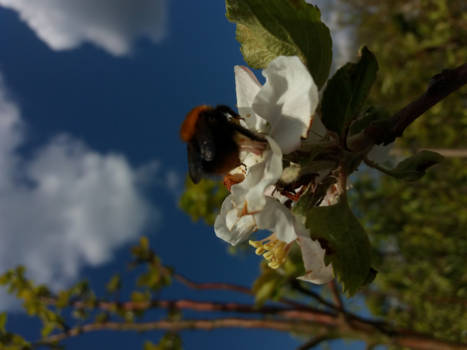 Los Angeles - Springtime
