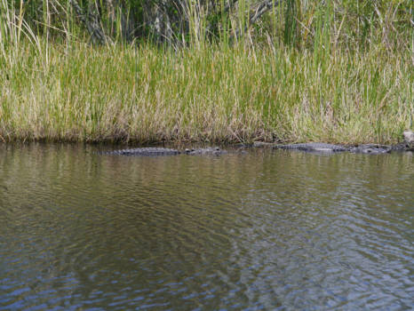 Florida - Wilde alligators gespot in de Everglades