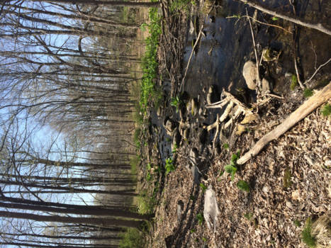 New York - Het bos van natuur