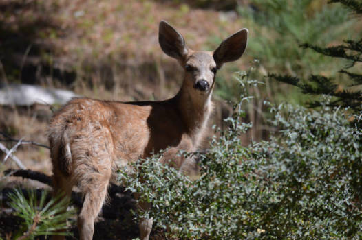 Yosemite National Park